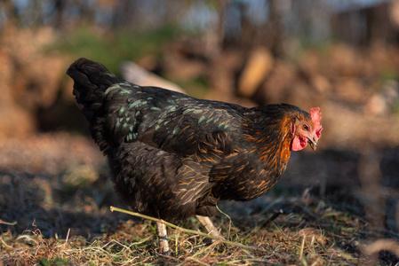 在传统有机家禽养殖场的自由放养母鸡照片
