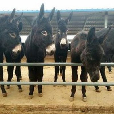 山东养驴基地三粉驴养殖场乌头驴保种场出售肉驴免费运输