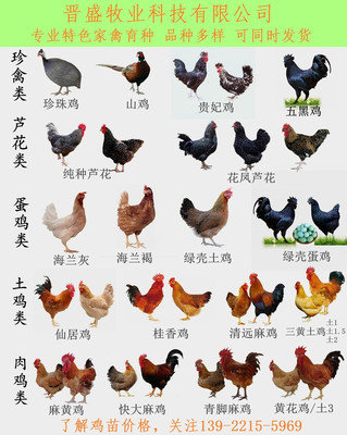 指导饲养广西三黄鸡价格实在 广西三黄鸡价格 全国发货