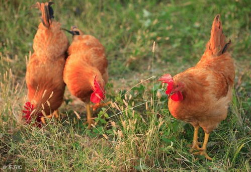 农村养鸡最普遍 养鸡常见的病症有哪些 如何才能避免鸡生病